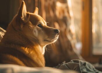 Shiba Inu Strategic US Hub Plan Sends SHIB On A 23% Moonshot