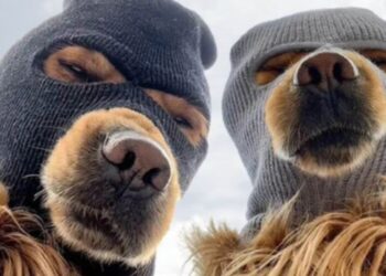 Ski Mask Dog Price Sets ATH, But Experts Say FLOCK Might 100X