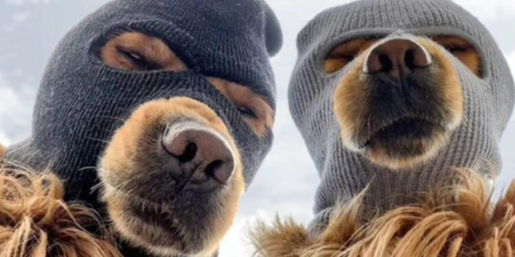 Ski Mask Dog Price Sets ATH, But Experts Say FLOCK Might 100X