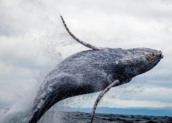 ​​Whale Awakens: $257M in Dormant Bitcoin Moves After 11-Year Hiatus