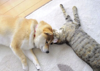 The Origin of Kabosu, Neiro and Doge – A Love Story,  Friendship and Crypto Legacies