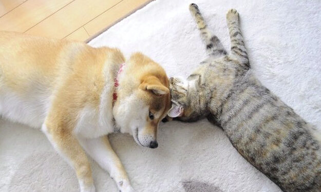 The Origin of Kabosu, Neiro and Doge – A Love Story,  Friendship and Crypto Legacies