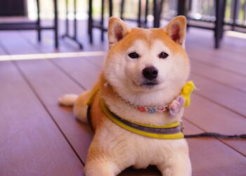 Dogecoin Power Of 3 Pattern Enters Distribution Phase: Massive Bull Run Incoming?