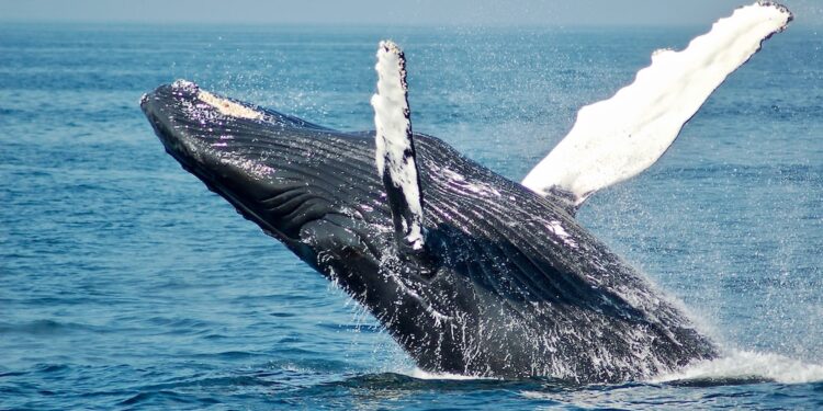 Behind Cardano 15% Correction: Here’s How Much ADA Whales Sold