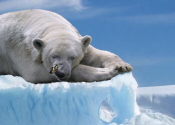 Bitcoin Bearish Case Emerges. Is A Dump To $73,000 Coming?