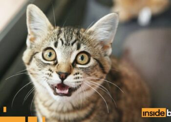 MEOW Price Soars 22%, This Might Be The Next Crypto To Surge