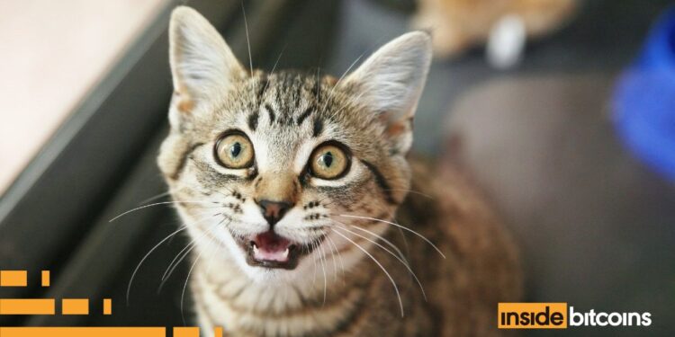 MEOW Price Soars 22%, This Might Be The Next Crypto To Surge