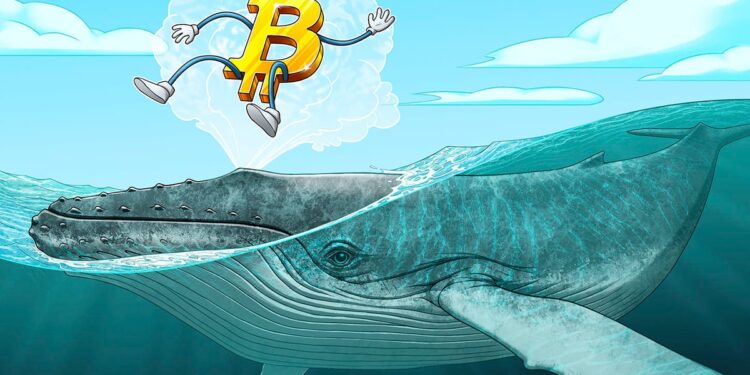 Bitcoin price falls toward range lows, but data shows ‘whales going wild right now’