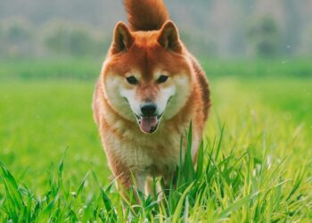 Here’s Why The Dogecoin And Shiba Inu Prices Have Been On A Recovery Trend