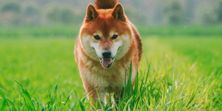 Here’s Why The Dogecoin And Shiba Inu Prices Have Been On A Recovery Trend
