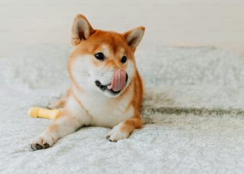 Shiba Inu Price Poised For Massive 17X Explosion As SHIB Hits Prime Buy Zone