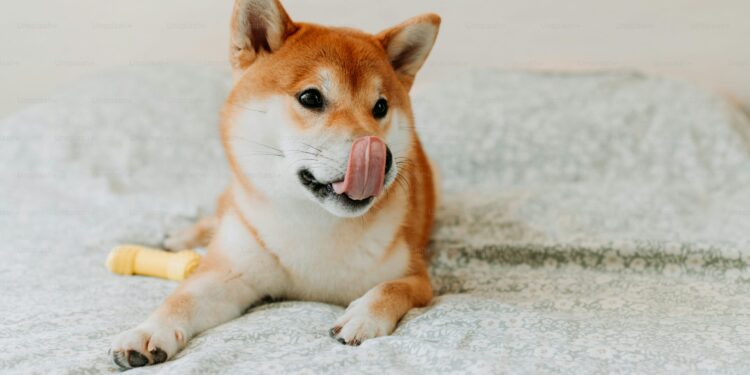 Shiba Inu Price Poised For Massive 17X Explosion As SHIB Hits Prime Buy Zone