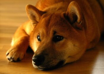 Bitcoin Analyst Says Shiba Inu Price Is Not Hitting $1, Here’s Why