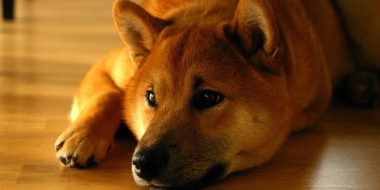 Bitcoin Analyst Says Shiba Inu Price Is Not Hitting $1, Here’s Why