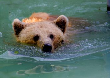 Analyst Warns Falling Wedge Is A Whales’ Trap That Could Drag Price To $67,000