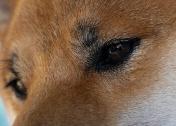 Can Dogecoin Price Still Rally 1,000%? Analyst Reveals End-of-Year Prediction