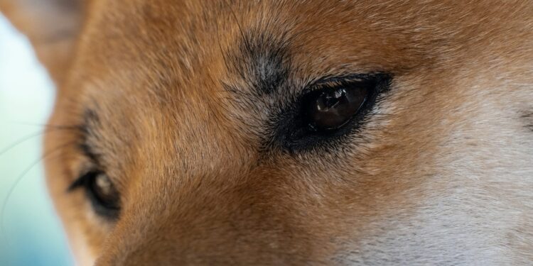 Can Dogecoin Price Still Rally 1,000%? Analyst Reveals End-of-Year Prediction