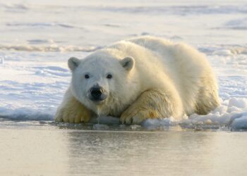 Dogecoin Price Rejection From $0.24-$0.25 Supply Zone Says Bears Are Taking Over