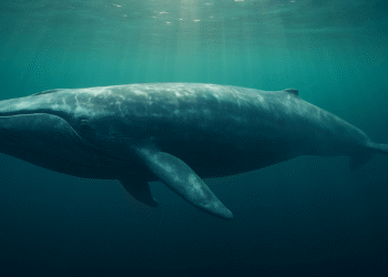 Hyperliquid Whale’s 40x Bitcoin Long Bet Erupts Online—$95K Liquidation Line Drawn