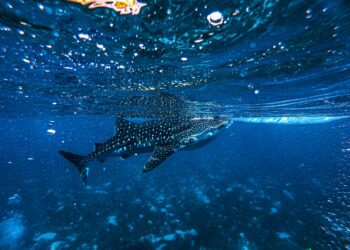 Crypto Whale Send Message With Massive 44M XRP Transfer