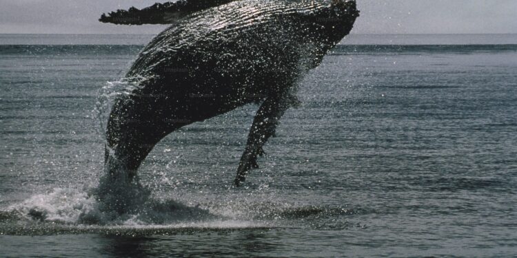 Bitcoin Whale Breaks Silence with $26 Million Transfer — What’s Going On?