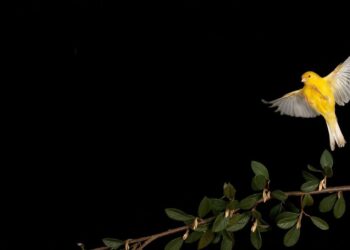 Canary Capital’s McClurg Sees Bitcoin Soaring to $150K Before Inevitable Downturn