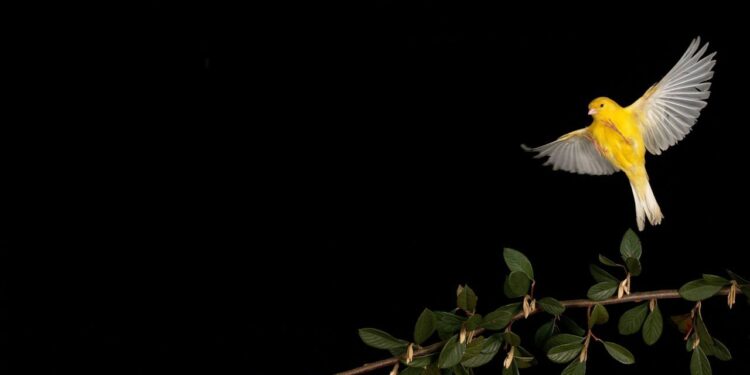 Canary Capital’s McClurg Sees Bitcoin Soaring to $150K Before Inevitable Downturn