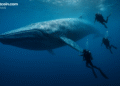 Bitcoin Whale’s $300M Transfer Sparks Speculation After Kraken Hot Wallet Transaction Goes Viral