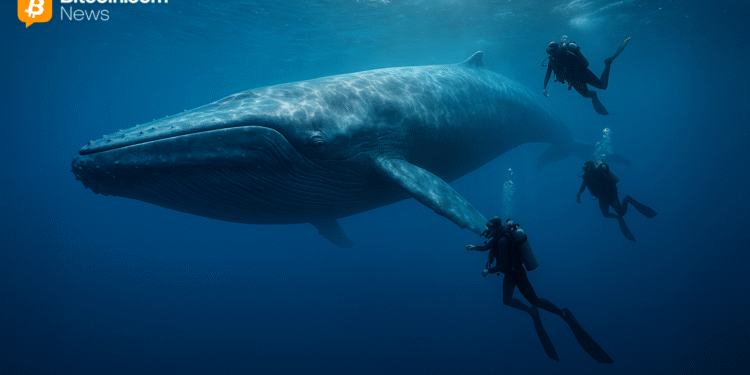 Bitcoin Whale’s $300M Transfer Sparks Speculation After Kraken Hot Wallet Transaction Goes Viral