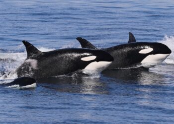 Bitcoin Veterans Cashing Out Could Trigger Deeper Losses: Schiff