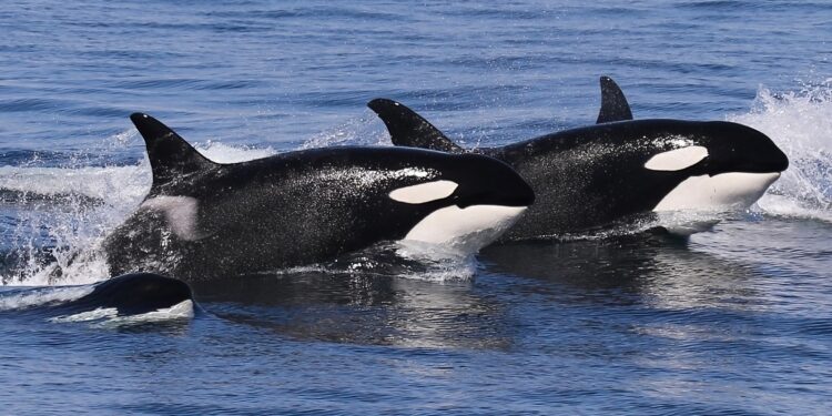 Bitcoin Veterans Cashing Out Could Trigger Deeper Losses: Schiff