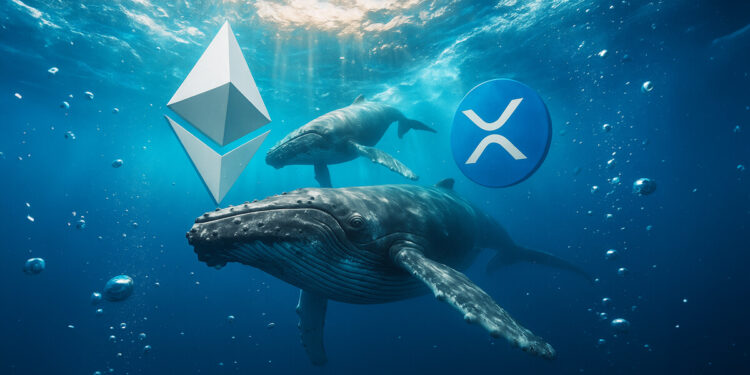 While Ethereum whales rotate, XRP data shows a fatal concentration flaw that leaves one group holding the bag.
