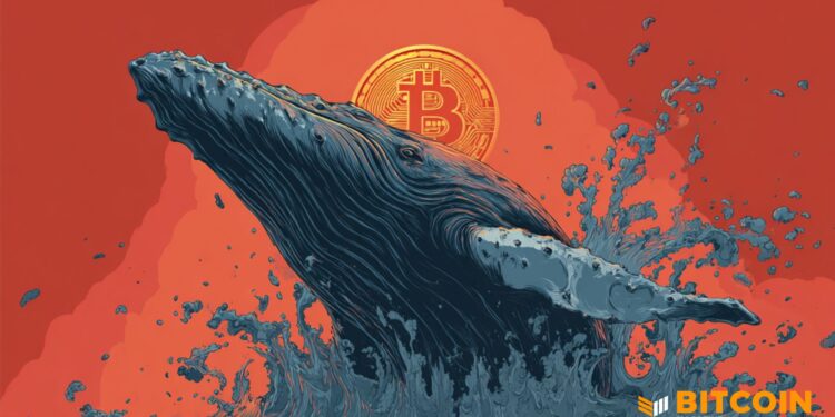 Bitcoin Whales Keep Buying, 100+ BTC Holders Hit New Highs