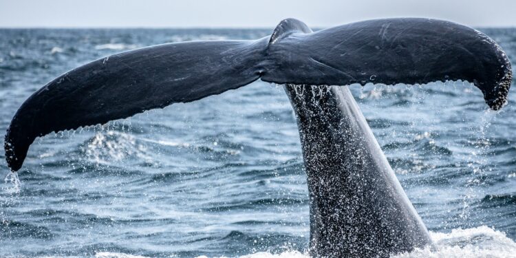 The Bitcoin Whale Comeback Story May Be Overblown, Onchain Data Shows