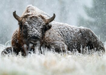 The Crowd Is Bearish On Bitcoin, But History Says That’s Bullish