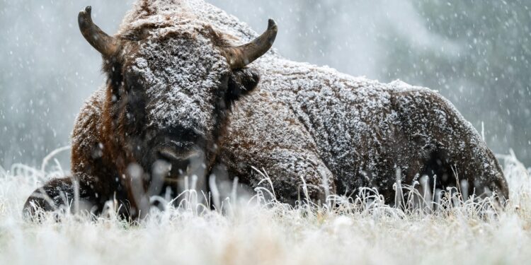 The Crowd Is Bearish On Bitcoin, But History Says That’s Bullish