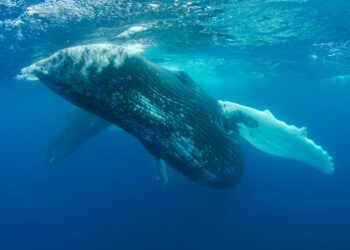 TRUMP Memecoin Whale Count Hits 5-Month High As Mar-a-Lago Gala Nears