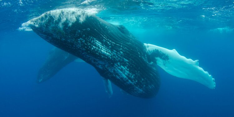 TRUMP Memecoin Whale Count Hits 5-Month High As Mar-a-Lago Gala Nears