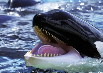 Bitcoin Whales Scoop Up BTC At $71K