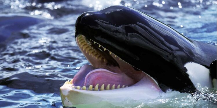 Bitcoin Whales Scoop Up BTC At $71K