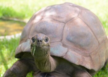 X Eyes Auto-Lock For Crypto Mentions After Tortoise Death Hoax