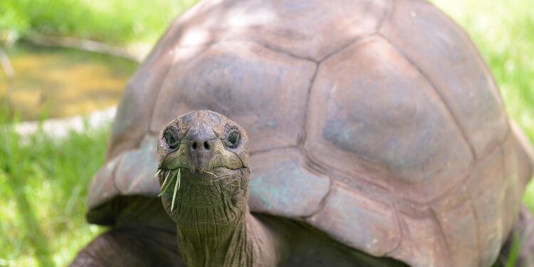 X Eyes Auto-Lock For Crypto Mentions After Tortoise Death Hoax