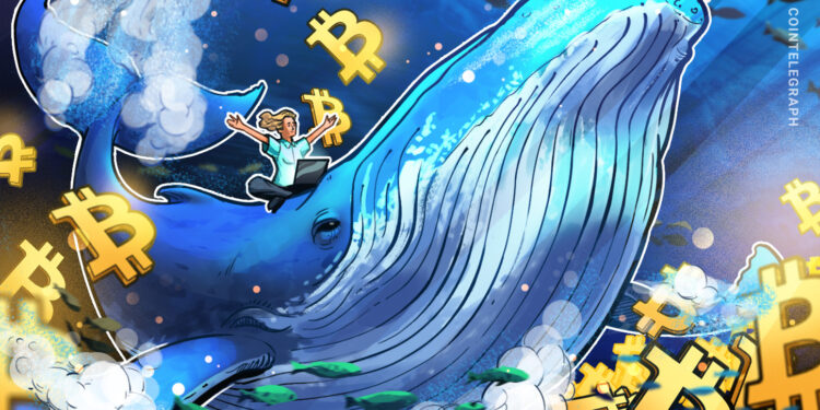 Bitcoin Whale Holdings Hit 5 Month High At 3.09M BTC