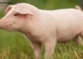 China Confirms Participation in ‘First of Its Kind’ Anti-Pig Butchering Operation
