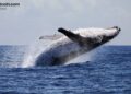 Whale Dumps $100M ETH Short, Pivots to $13.4M Bitcoin Bet at 20x Leverage