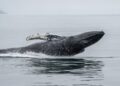 A Whale Just Opened $48 Million in Shorts Against Bitcoin, Solana and Ethereum