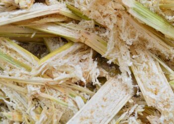 Sugarcane-Powered Bitcoin Mine to Launch in Brazil With Tether Backing