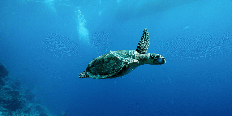 China Warns of ‘Spy Turtles’ Fitted With Sensors in Its Territorial Waters