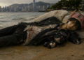 Evil Biscuit And The Schizocollage Movement Come To Hong Kong