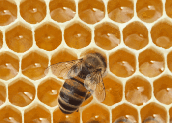 In 1984, NASA Sent 3,301 Bees to Space and They Built Comb in Seven Days